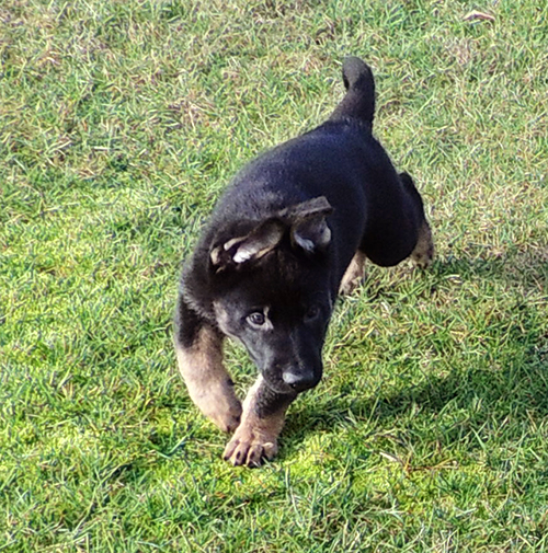 Bara Gerry F Litter pink collar female 6.5 wks