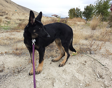 Fate 4.5 mos 2