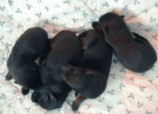 Eina Lobo Females 8 days old