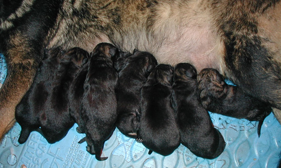 Elfie Lord T Litter 1st 8 pups