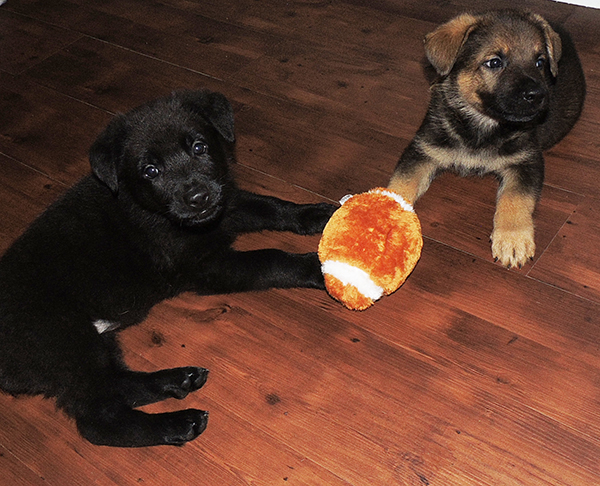 Gerry Paca Blk Female Sable male 6 wks