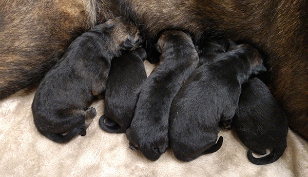 Newborn Gerry x Paca litter