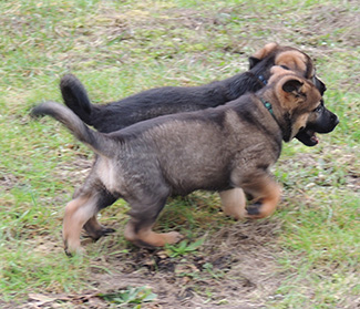 Qash Norbo Red Collar and Blue collar6 wks