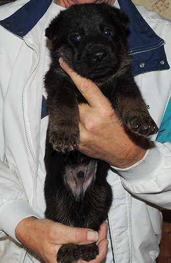 Tina Gerry Green collar bicolor male 3.5 wks