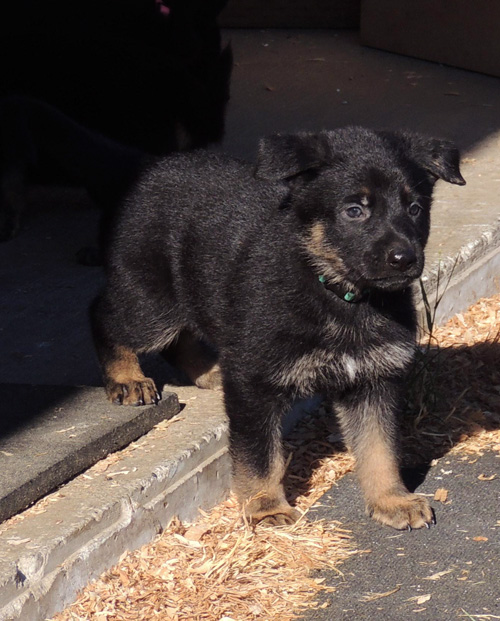 Green Collar BiColor Male 5.5 wks