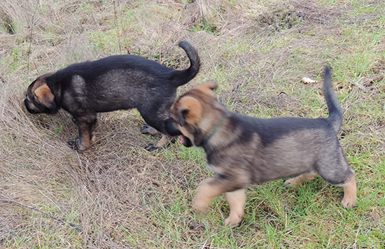 Qash Norbo Green and blue collar males 6 wks