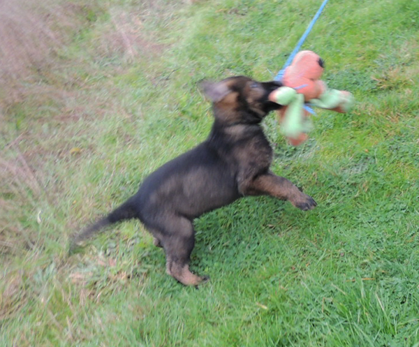 Porsche Lord Green collar male 6 wks