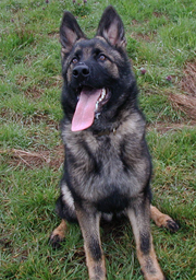 Grim 6 mos sitz_Males