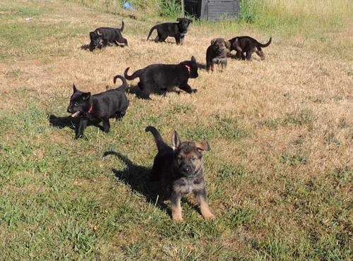 Group shot 1 5.5 wks