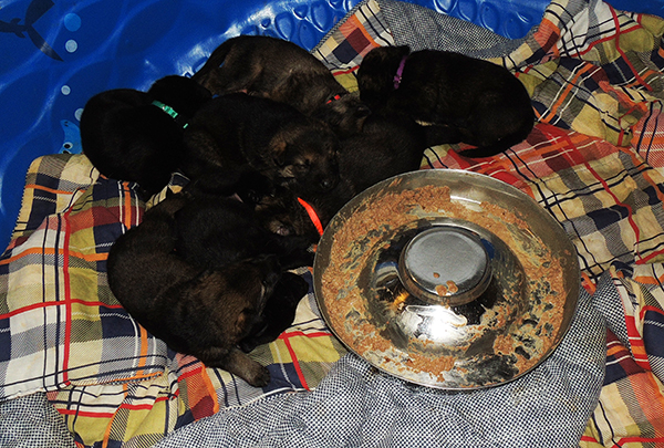 H Litter first feeding_ after