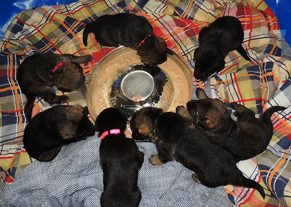 H Litter first feeding