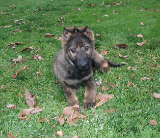 Hanka 13 wks 3