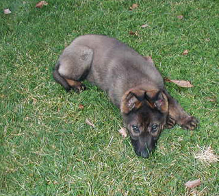 Hanka 13 wks 4