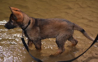 KatoHawk 2.5 mos