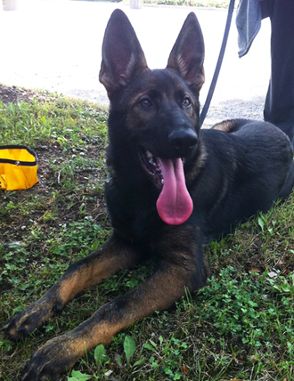 katoHawk 5 mos