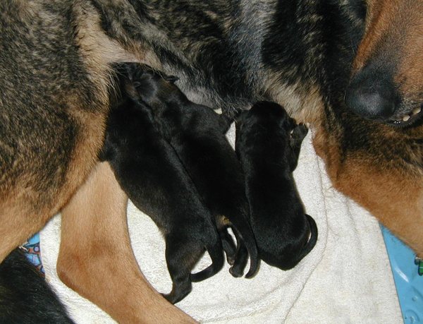 Helga Dino V Litter pups 8 hrs