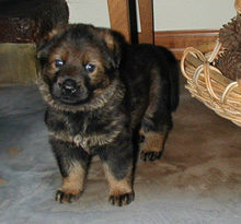 VuSassi von Schraderhaus 4 wks