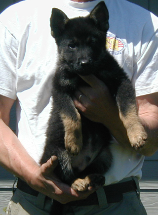 Helga Lobo BiCOlor Royal blue collar male 10.5 wks