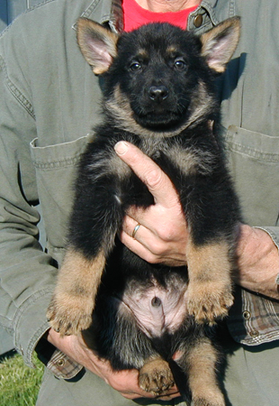 Helga Lobo BiColor green collar male 6.5 wks