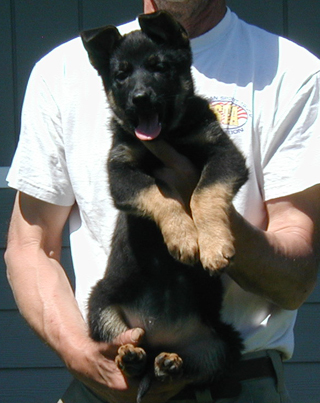 Helga Lobo pink collar bicolor female 10.5 wks