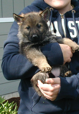 Helga Lobo female Pumpkin collar 6.5 wks 310w