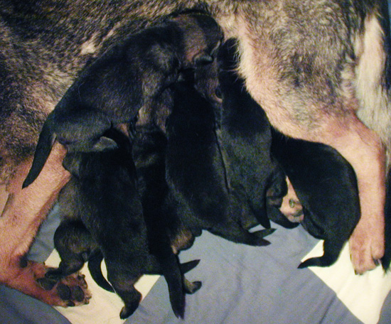 Helga w Lobo pups 12 days old