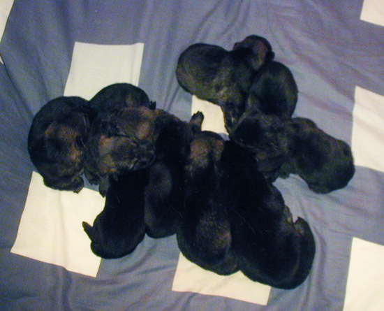 Helga Lobo pups 12 days old