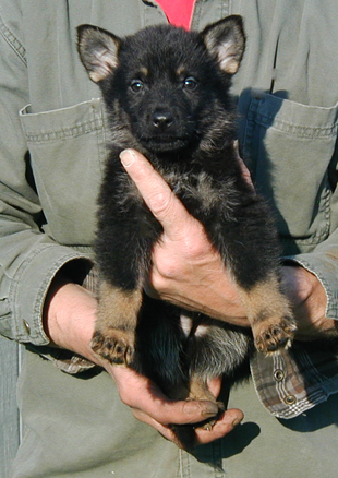 Helga Lobo male BiCOlor Royal Collar 6.5 wks