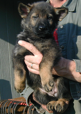 Helga Lobo Sable male turq. collar