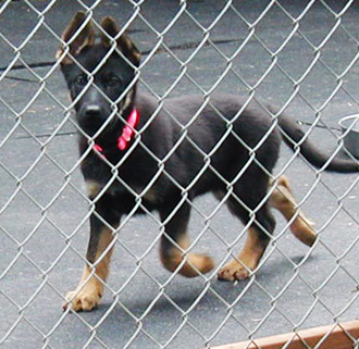 Helga Lobo pink collar female 12 weeks 330w