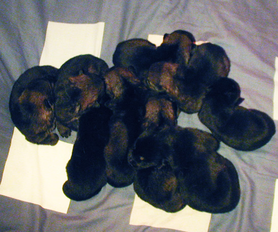 Helga Lobo pups 12 days old_