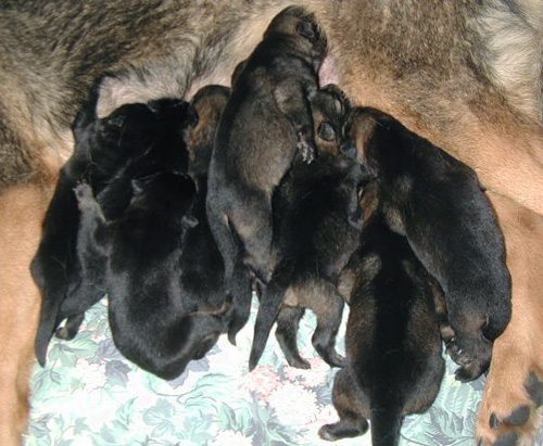 Helga Lobo pups 2 days old