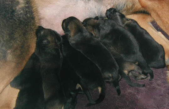 Helga Lobo pups 4 days old