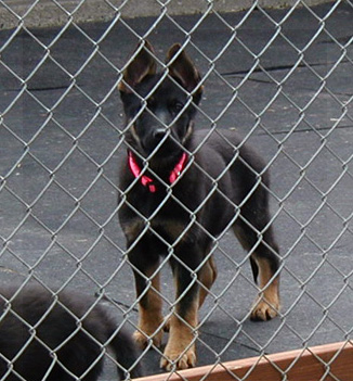 Helga Lobo pink collar fe Katja 12 wks