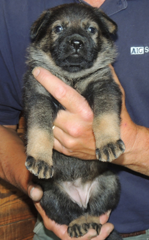 Hena Bojhan Pink collar female 4wks