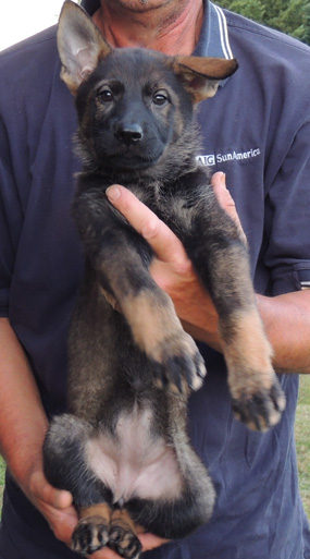 Hena Bojhan pink collar female 8 wks