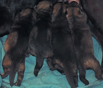 Hena Bojhan L LItter pups 12 days old 1