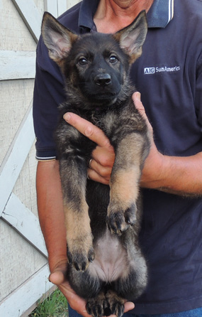 Hena Bojhan purple collar female 8 wks
