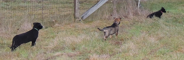 Hena Norbo DL Black Pink Female Sable male and Black male