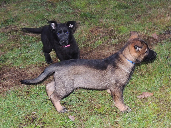 Pink collar female and sable male