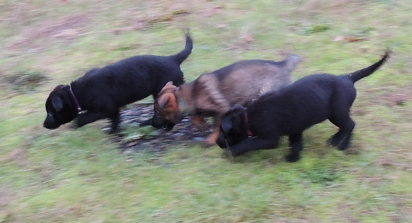 Hena Norbo DL Purple turquoise and red collar females