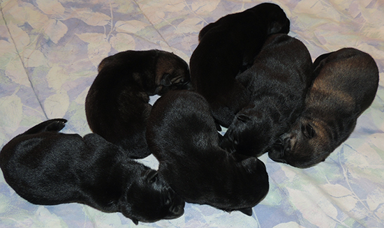 Hena Norbo DL N Litter 4 days old 3