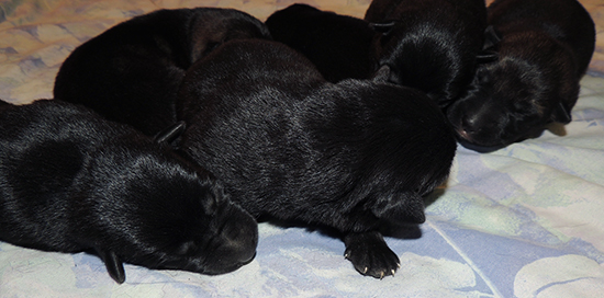 Hena Norbo DL N Litter 4 days old 2