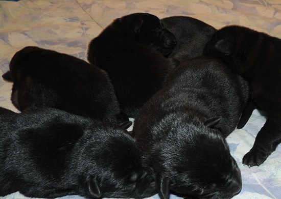 Hena Norbo DL N Litter 4 days old 5