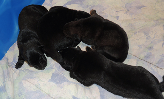 Hena Norbo DL N Litter Girls 4 days old