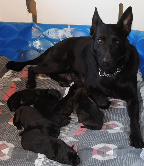 Hena with N Litter @ 7 days old