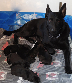 Hena Norbo DL N Litter 7 days old