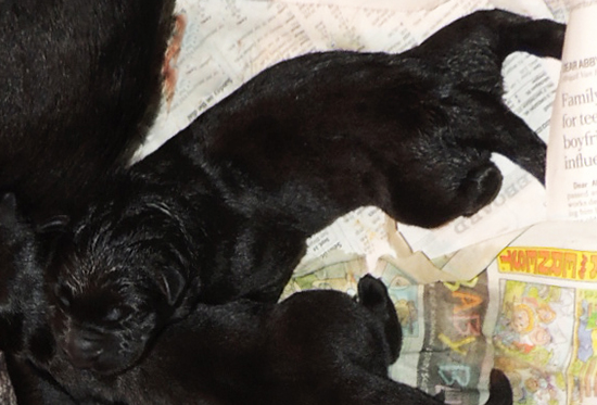 Hena Norbo DL N Litter Newborns Blk Female