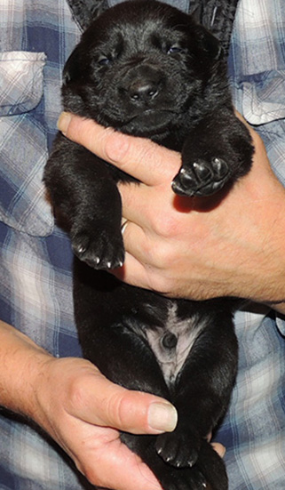 Hena Norbo DLN Litter Blk male dk green collar 2.5 wks