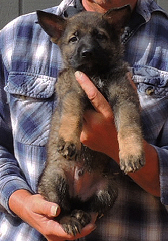 Hena Sergeant X Litter Black collar male